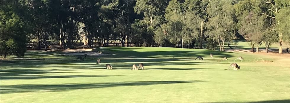 Bendigo Golf Club hero